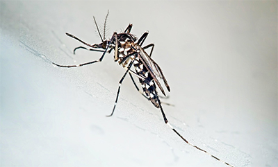 Dengue, Chikungunya, Zika - débat CRSA 2016