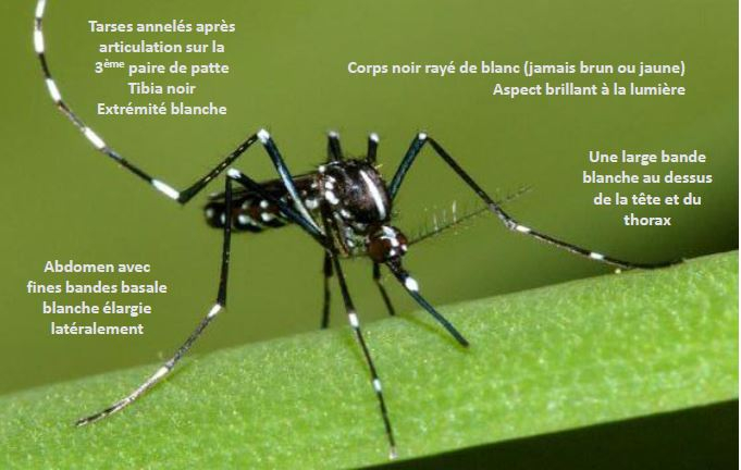 Qu'est-ce le moustique tigre (Aedes albopictus) ?